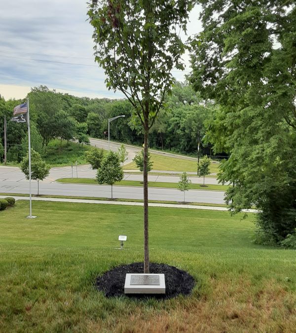 Sigma Chi memorial tree Purdue University